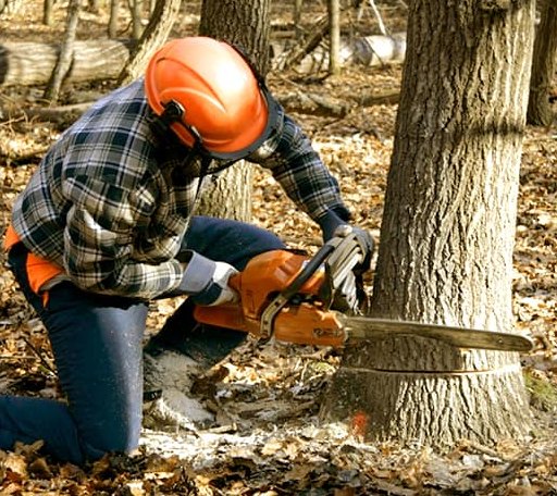 Tree Removal in Dix, IL